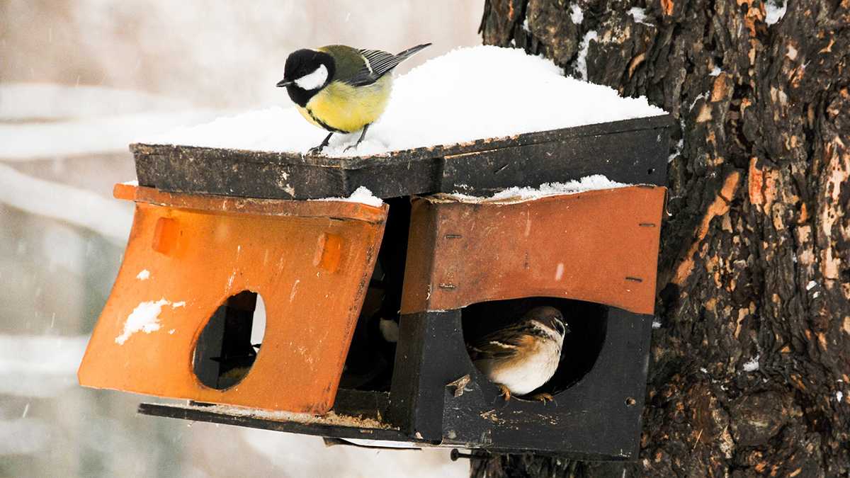 Комфортная зимняя погода порадует москвичей в последний день декабря Городские жанры и виды Москвы