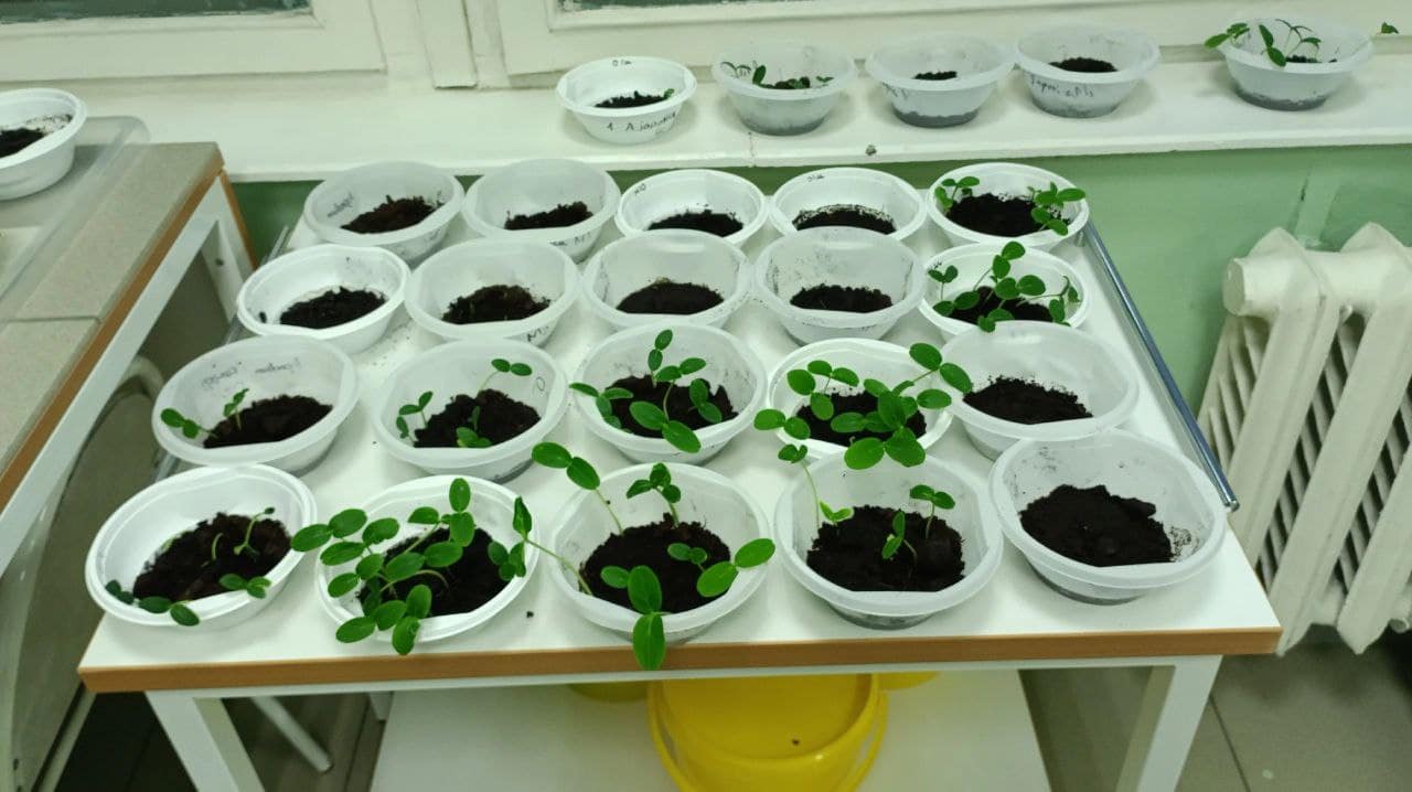 Российские ученые создали революционное биологическое удобрение нового поколения eb4a346a-2a8b-4ca8-abfe-283b601950cf-67b36cd9