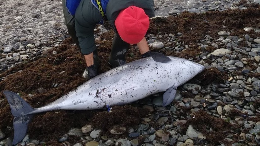 В Краснодарском крае ведется активный мониторинг популяции дельфинов после инцидента в Черном море f54f60ad-f0ba-479b-8ee5-68f5fee62f95-67bf18ad