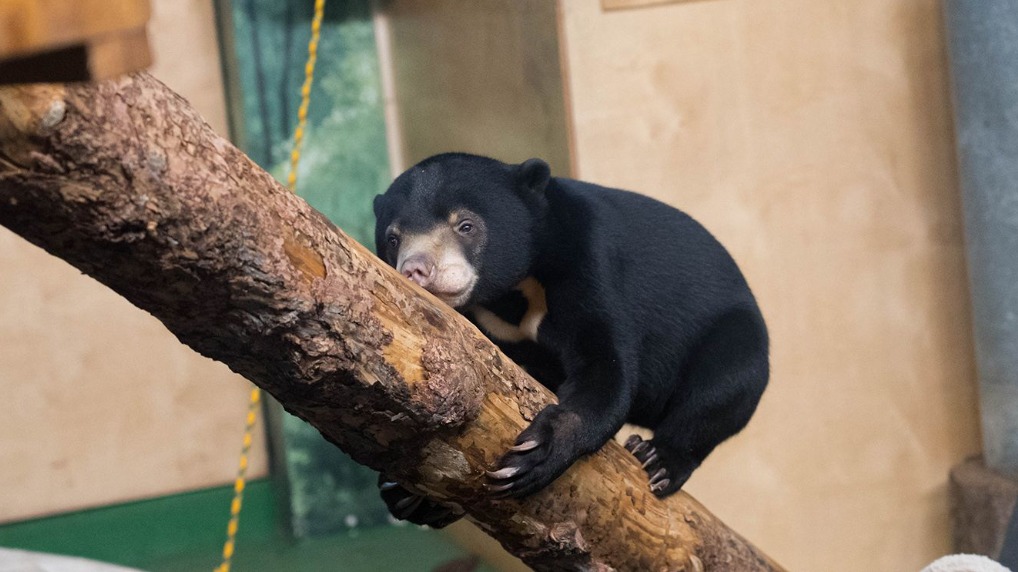 Лучик и Звездочка: в Московском зоопарке поселились два редких медвежонка 0ad33d59-b268-4176-b538-f0c6fb609631-67cc26ee