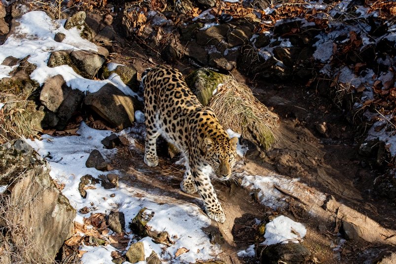 Редкий дальневосточный леопард появился в населенном пункте Приморья 2dcd9d23-5118-4ef6-933f-aaa6e0f8314d-67d5e7a9