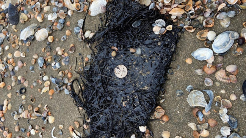 Оперативный мониторинг экологической ситуации на побережье Азовского моря 71969d64-acb2-47c7-a0ee-105811ec3940-67e2a4f5