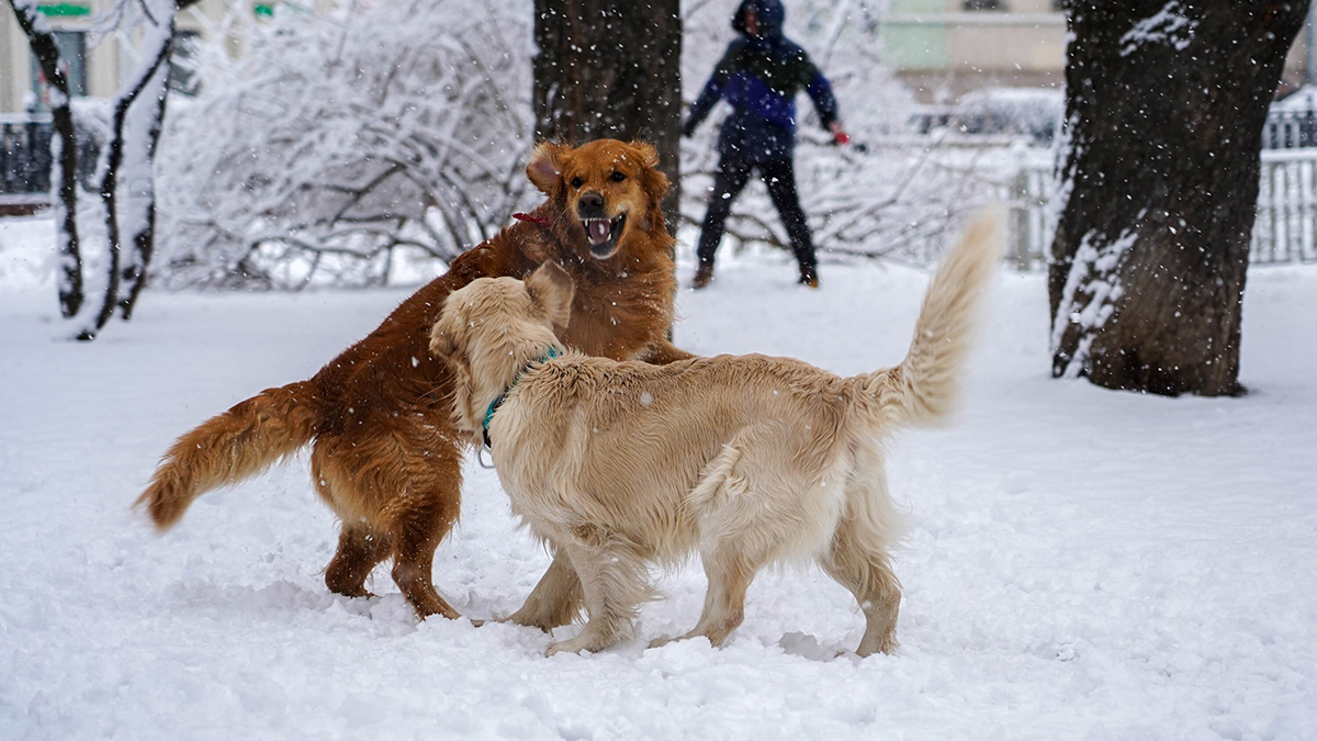 Комфортная погода в Москве на Крещение порадует жителей Снегопад 31 декабря в центре Москвы