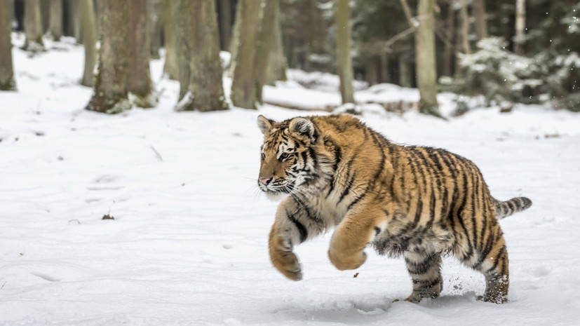 Редкий случай фотографии с тигром оказался творческим монтажом 7fac407d-e0a8-450b-a274-fd8a2f89b5b1-67d6c2c0
