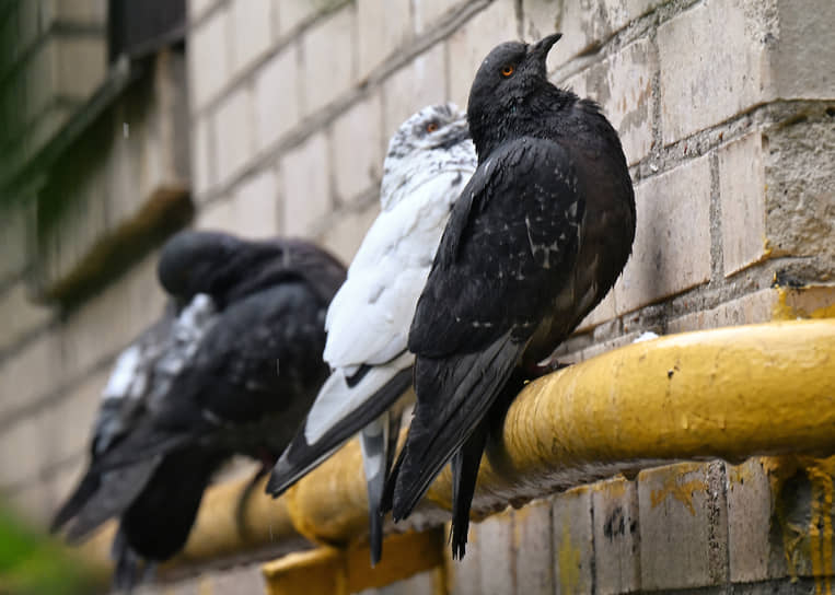 Энергетический тупик Приднестровья требует срочного решения 8651347d-ca89-4025-8b40-8be7e0b6bbdd-67db1360