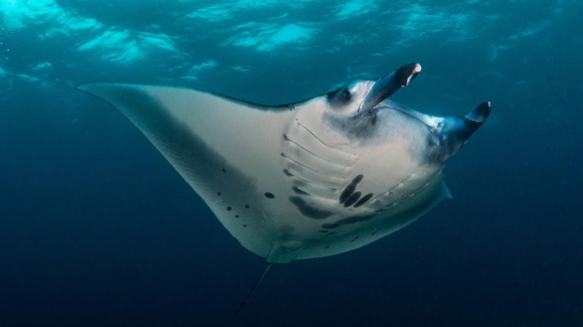 Рыбаки поймали гигантского ската размером больше корабля