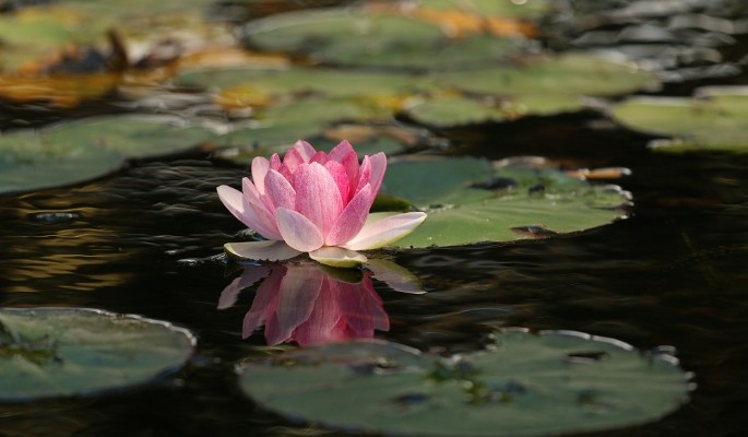 Масштабное обновление прудов в поселении Московский 17cb6efc-aabc-4635-ad8f-0570f740a1a8-67f6131c