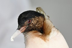 Масштабная экологическая операция по очистке побережья в Севастополе 19339fa9-75fc-4a15-86ff-3ad770e61b23-67f3c6dc