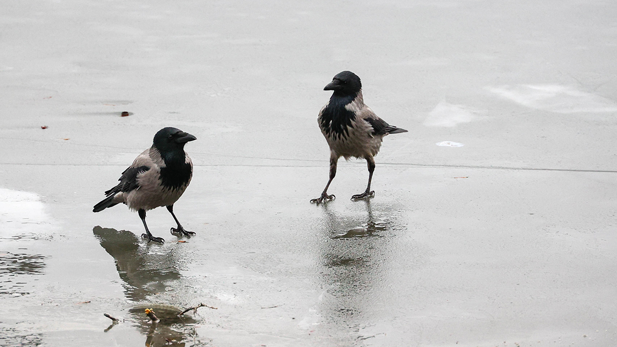 Погода в Москве в конце февраля