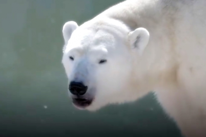 Правоохранители Владивостока успешно пресекли незаконный оборот редкого животного 634fe5e0-624d-4366-8992-f9136ed16454-67ff2b34