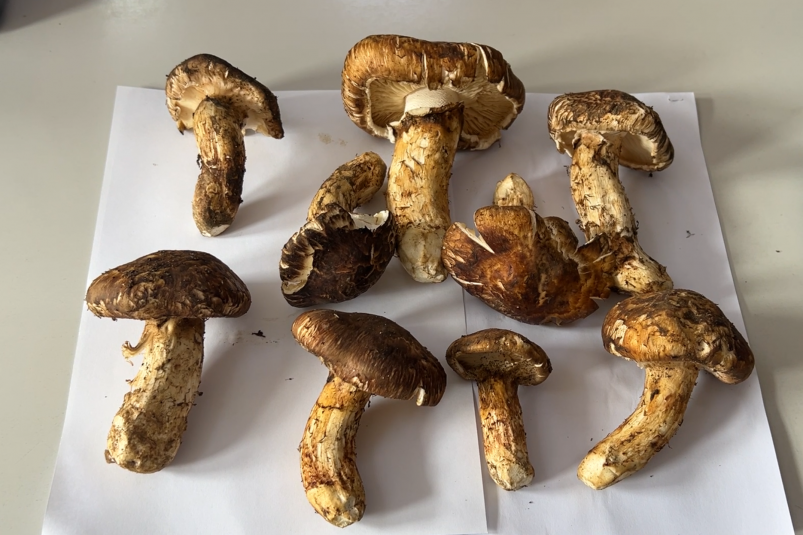 Бдительные таможенники Уссурийска защитили редкие грибы от незаконного вывоза 63cbca16-875c-44c5-84d7-19f23f8d9647-67f83319