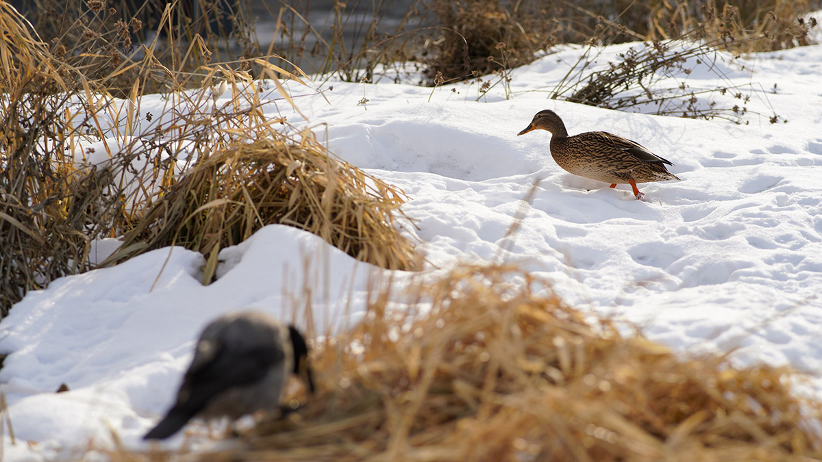 Какая погода будет в феврале 2025 года в Москве