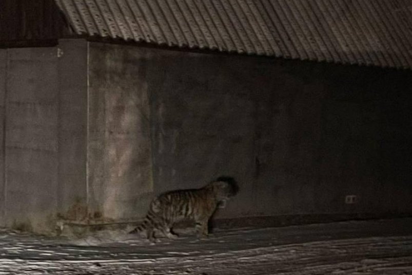 В Приморье начали спасательную операцию для осиротевшего тигренка 889916a6-17a5-40ea-a191-0206998869b5-67f566d1