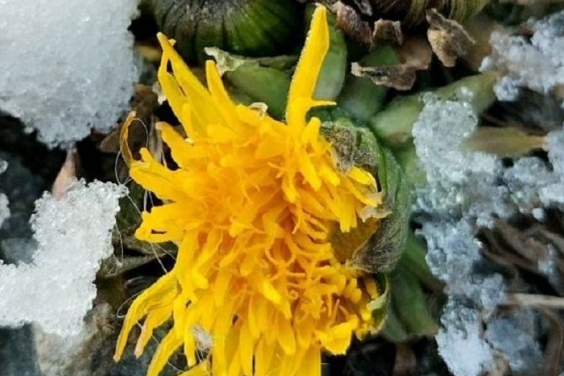 Одуванчики зацвели в Приморье ТГ-канал (18+) "Красивая Находка"