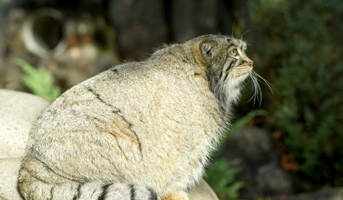 Онлайн трансляции из Московского зоопарка объединяют города России c4a8c56b-68c1-4978-a626-eea005323c1c-67f137a6