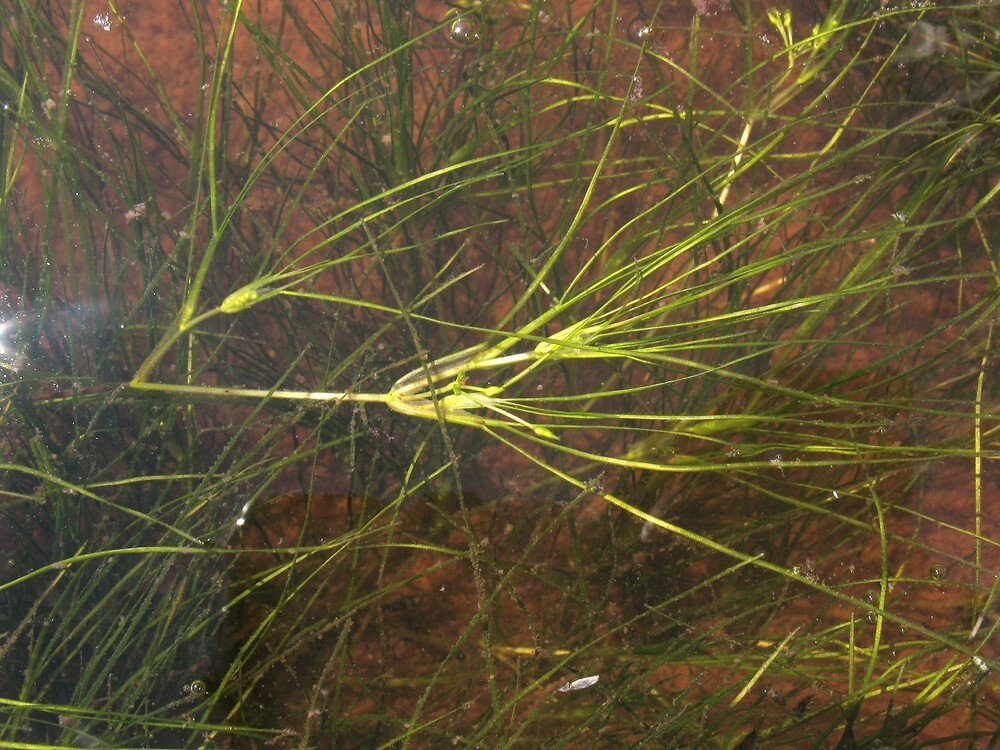 Инновационный метод выращивания кормовых рачков с помощью морской травы d19537db-fad3-404e-86c9-870feec0cf1b-67f3fa59