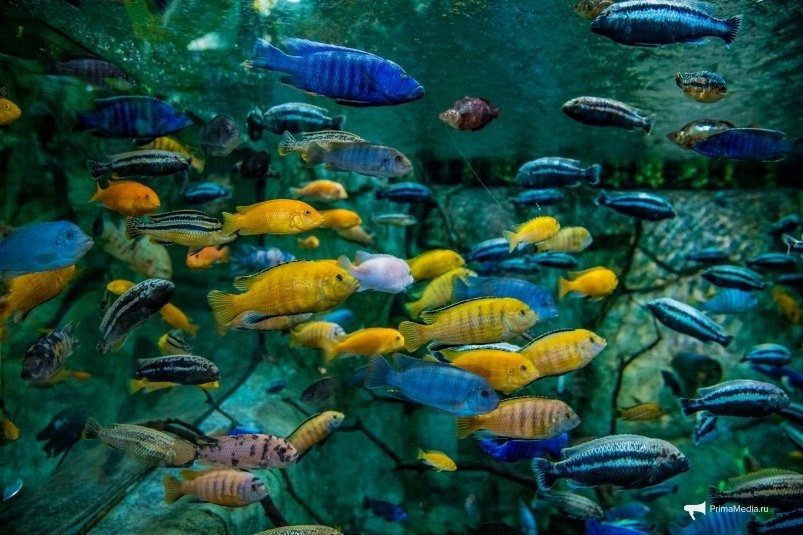 Приморский океанариум открыл двери для новых обитателей с Батарейной d6f874bf-f25b-4635-9ea4-c415be26c9e9-68029054