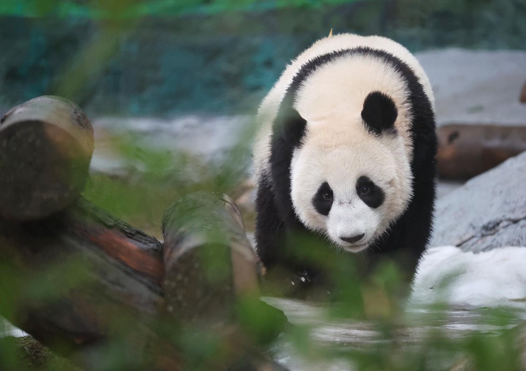 Удивительная жизнь панды Катюши в Московском зоопарке e56190a4-f306-476f-bb1d-87911c3f50f1-67f911c2