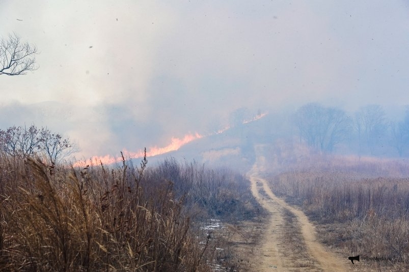 Слаженная борьба с огненной стихией в Приморье: природа под защитой slazhennaya borba s ognennoj stihiej v primore priroda pod zashhitoj-fabrec-ru-174060762100-0