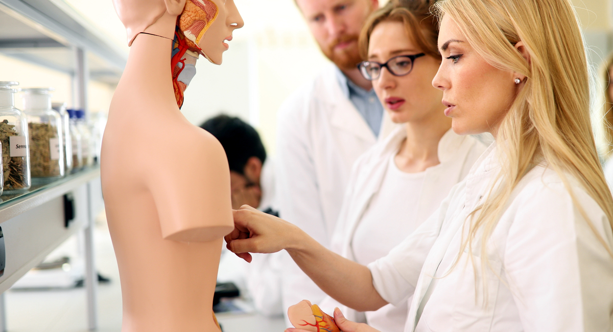Витамины: их роль и влияние на здоровье Students of medicine examining anatomical model in classroom