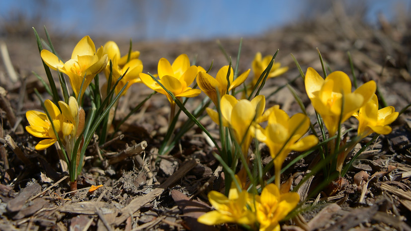 Аномально тёплая погода подарит весеннее настроение на 8 Марта anomalno tyoplaya pogoda podarit vesennee nastroenie na 8 marta-fabrec-ru-174127662600-0