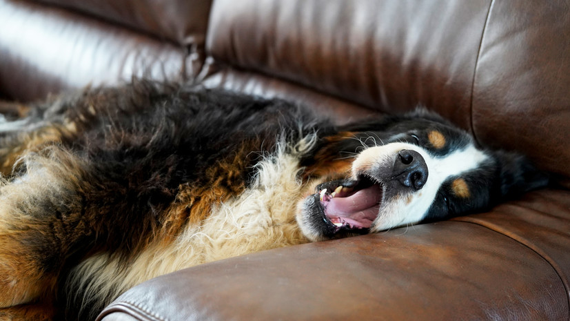 Губернатор Владимиров предложил лицензировать разведение крупных собак gubernator vladimirov predlozhil liczenzirovat razvedenie krupnyh sobak-fabrec-ru-174104112600-0