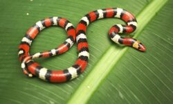 Храбрость сотрудницы детского сада спасает детей от ядовитой змеи в Бразилии hrabrost sotrudniczy detskogo sada spasaet detej ot yadovitoj zmei v brazilii-fabrec-ru-174240765700-0