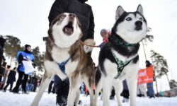Легендарная Берингия и Камчатка — сердце ездового собаководства России legendarnaya beringiya i kamchatka serdcze ezdovogo sobakovodstva rossii-fabrec-ru-174231890800-0