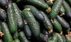 Огурцы лидируют в снижении цен по данным Росстата на фоне стабильной инфляции ogurczy lidiruyut v snizhenii czen po dannym rosstata na fone stabilnoj inflyaczii-fabrec-ru-174240363800-0