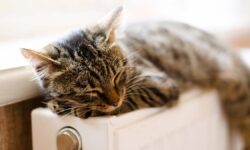 Петр Бирюков и ПАО «МОЭК» обеспечивают комфортное тепло в Москве весной TheCatLiesOnAWarmHeatingRadiator