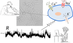 Прорыв в моделировании нейронов НИУ ВШЭ и Саратовского филиала ИРЭ РАН при поддержке РНФ proryv v modelirovanii nejronov niu vshe i saratovskogo filiala ire ran pri podderzhke rnf-fabrec-ru-174228506400-0