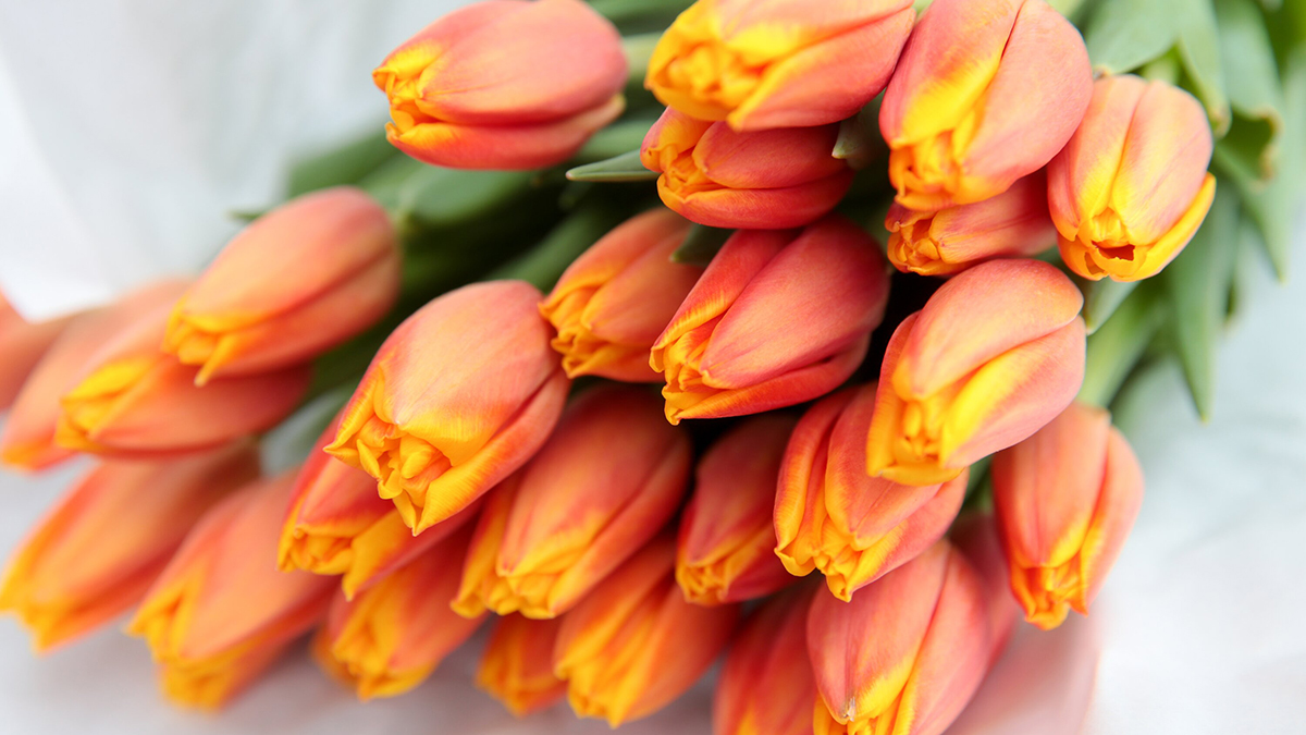 Секреты выбора идеальных цветов к 8 Марта от флориста Натальи Колгановой Поздравление с 8 марта на улицах Москвы