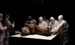 Сенсационное исследование мамонтенка Яны в СВФУ проливает свет на историю Республики Саха sensaczionnoe issledovanie mamontenka yany v svfu prolivaet svet na istoriyu respubliki saha-fabrec-ru-174317042400-0