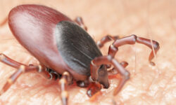 Ширин Ораева советует прививку для защиты от клещевого энцефалита shirin oraeva sovetuet privivku dlya zashhity ot kleshhevogo enczefalita-fabrec-ru-174343473900-0