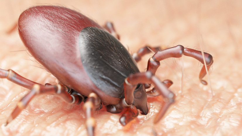 Врач Ораева назвала прививку лучшим средством профилактики клещевого энцефалита