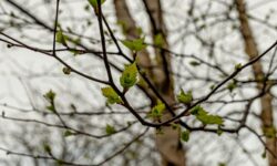 Синоптики прогнозируют похолодание в Приморье на выходных с прояснениями sinoptiki prognoziruyut poholodanie v primore na vyhodnyh s proyasneniyami-fabrec-ru-174297219100-0