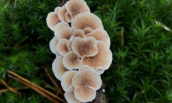 Сохранение грибов Tricholoma colossus — ключевая задача МСОП sohranenie gribov klyuchevaya zadacha msop-fabrec-ru-174315801400-0