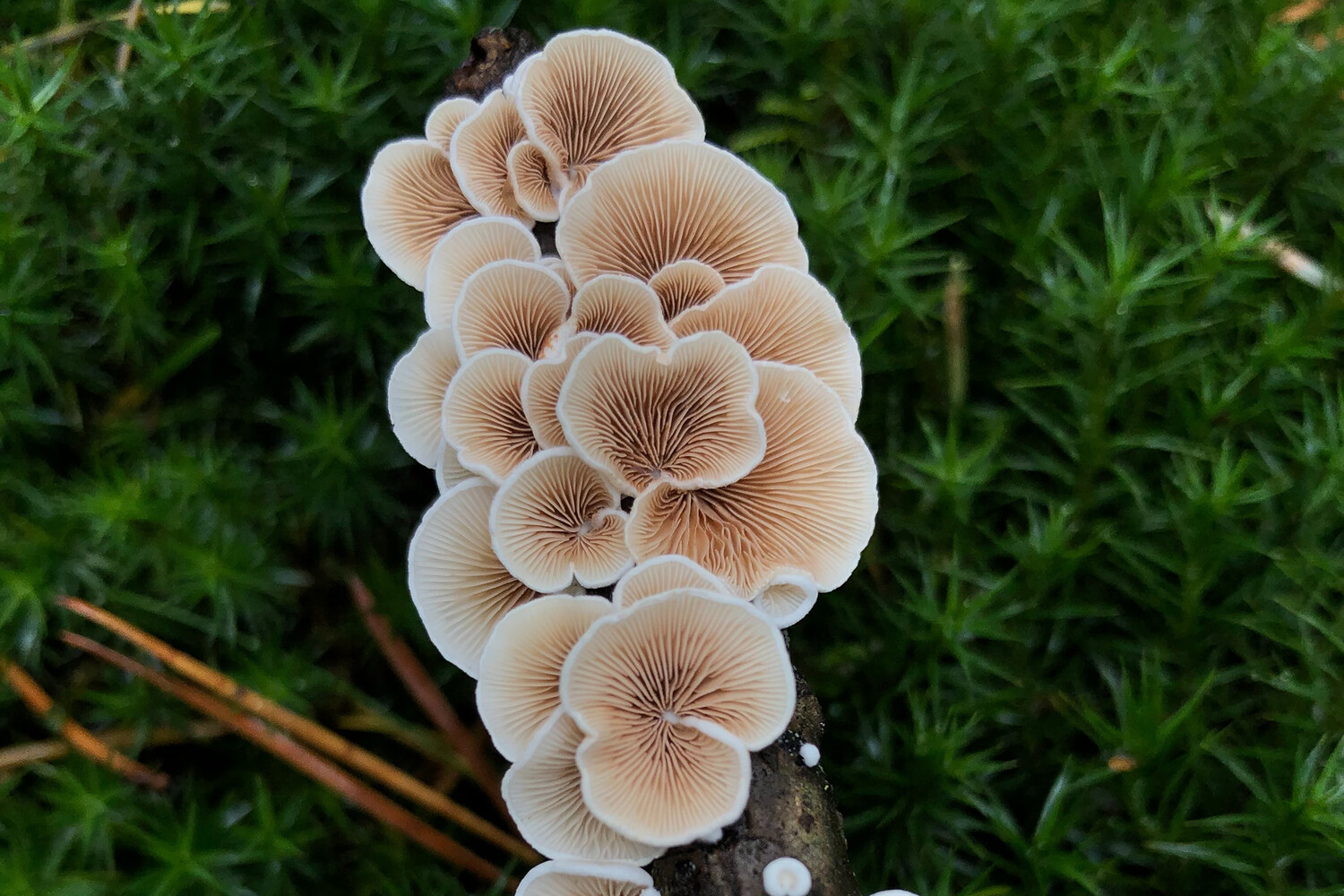 Сохранение грибов Tricholoma colossus — ключевая задача МСОП-0