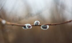 Солнце и снежные заряды украсят неделю в Приморье на фоне морских циклонов Тихого океана solncze i snezhnye zaryady ukrasyat nedelyu v primore na fone morskih cziklonov tihogo okeana-fabrec-ru-174285206400-0