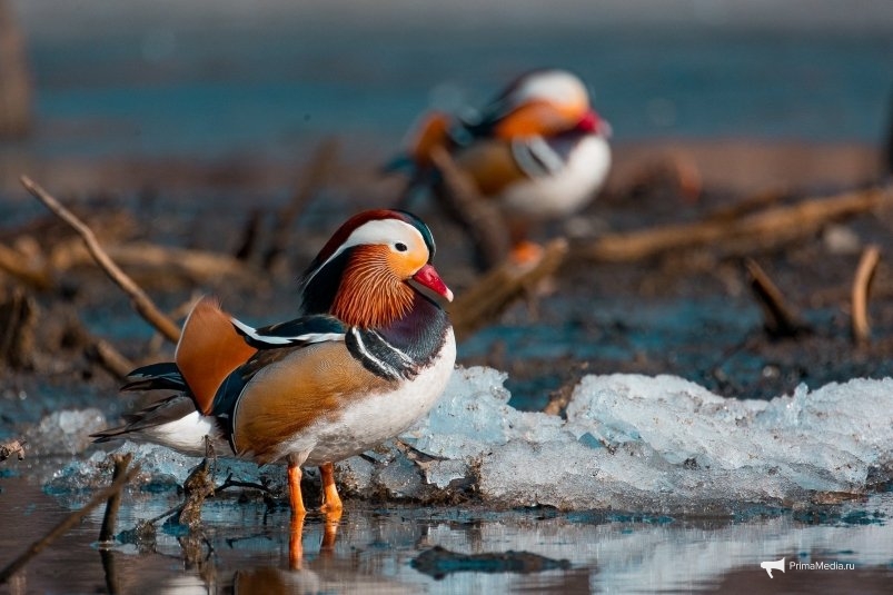 Солнечная погода и комфортная температура в Приморье solnechnaya pogoda i komfortnaya temperatura v primore-fabrec-ru-174181970500-0