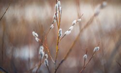 Солнечные дни и дожди встретят Приморье и Хабаровский край на старте недели solnechnye dni i dozhdi vstretyat primore i habarovskij kraj na starte nedeli-fabrec-ru-174283420600-0