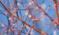 Солнечные выходные в Приморье: Примгидромет прогнозирует ясную погоду во Владивостоке solnechnye vyhodnye v primore primgidromet prognoziruet yasnuyu pogodu vo vladivostoke-fabrec-ru-174197633600-0