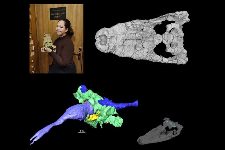 Тайны эволюции мозга крокодилов раскрыты благодаря 3D-технологиям tajny evolyuczii mozga krokodilov raskryty blagodarya 3tehnologiyam-fabrec-ru-174127262400-0