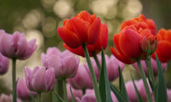 Тренд на тюльпаны и риски аллергии Советы Марият Мухиной для здоровья Цветущие тюльпаныПарк Коломенско