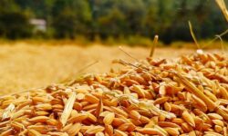 Турция расширяет импорт российской пшеницы для укрепления зернового партнерства turcziya rasshiryaet import rossijskoj psheniczy dlya ukrepleniya zernovogo partnerstva-fabrec-ru-174240984000-0