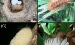 Удивительная мимикрия птенца Колибри-якобина в Национальном парке Соберания Панамы udivitelnaya mimikriya ptencza kolibriyakobina v naczionalnom parke soberaniya panamy-fabrec-ru-174235878300-0