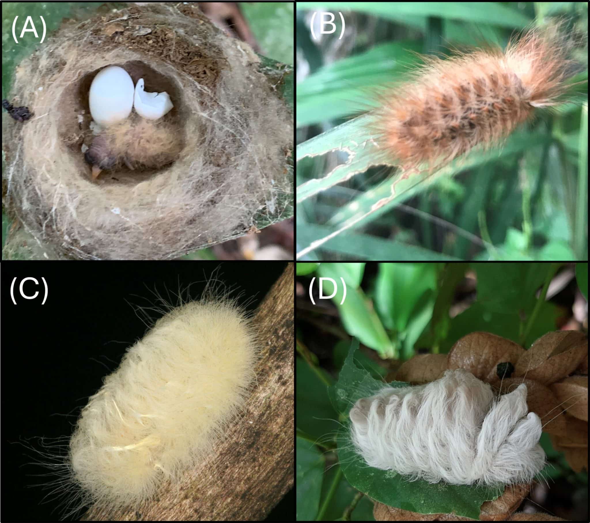 Удивительная мимикрия птенца Колибри-якобина в Национальном парке Соберания Панамы-0