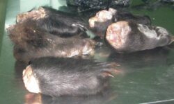 Уссурийская таможня сохранила лапы гималайского медведя благодаря СИТЕС и сотрудничеству с Китаем ussurijskaya tamozhnya sohranila lapy gimalajskogo medvedya blagodarya sites i sotrudnichestvu s kitaem-fabrec-ru-174322749200-0