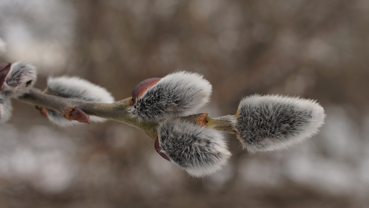 Народные приметы на 21 марта