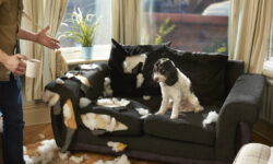 Владимир Голубев и эксперты РОСБИОТЕХ раскрывают секреты здоровья домашних питомцев vladimir golubev i eksperty rosbioteh raskryvayut sekrety zdorovya domashnih pitomczev-fabrec-ru-174322298900-0